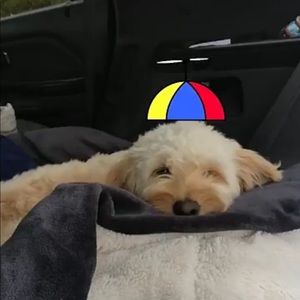 Meet your Posher, Amelia